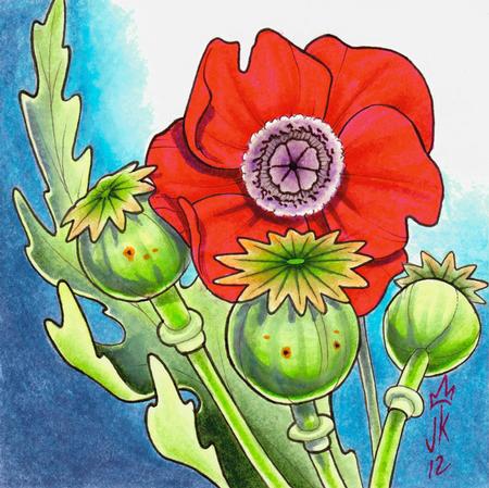 Tattoos - poppy illustration - 68848